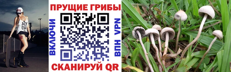 Галлюциногенные грибы GOLDEN TEACHER  Маркс 